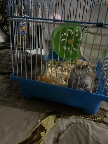 su donuzcuğu: Hamster və qəfəs dəsti - Növ: Kiçik ev heyvanı – hamsterlər (2 ədəd — 1