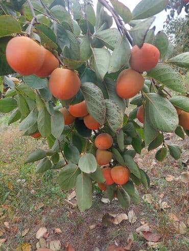 ağaç: Xurma yesigi 4 aznin — 1