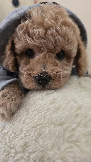 xasqi balaları: Ödənişli çatdırılma — 2