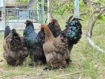 layt brama: Toyuq, Brama, Damazlıq — 8
