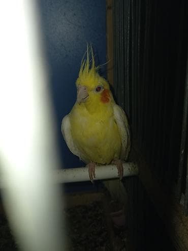 Зоотовары: Evi ile birlikde gotur hamisi 100manat 2si erkekdi sari yanindaki,oen — 4