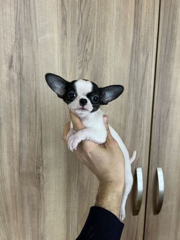 сколько стоят собаки: Чихуахуа, 2 месяца, Самец, С прививками — 7