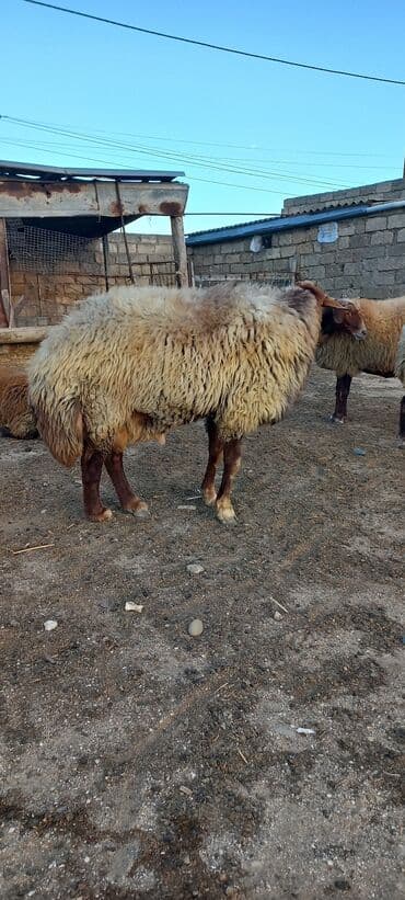 qurbanlıq qoyun: Erkək, Qala, il: 2, Damazlıq, Ünvandan götürmə — 3