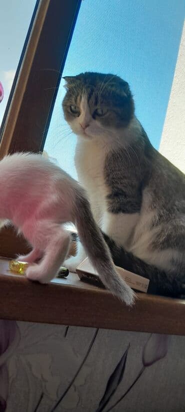 pişik geyim: Dişi, Yaxşı əllərə, Ünvandan götürmə — 6