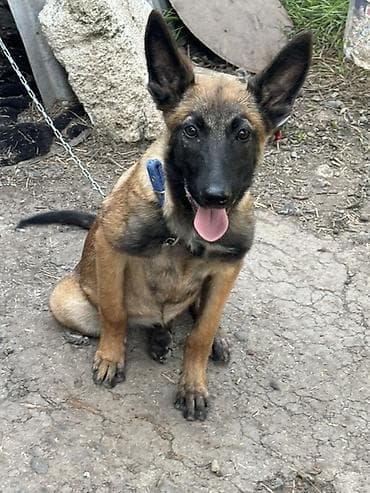 it balasi: Belçika Malinua (Belgian Malinois) balası - Aktiv, ağıllı və — 4
