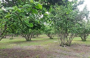 07 sekilleri peredok: Fındıq bağı – məhsuldar, baxımlı sahə - Mədəni fındıq kolları — 5