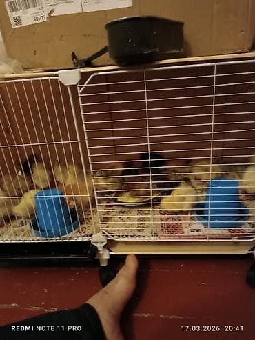 brama toyuqları: Куриные цыплята, Для мяса, Самовывоз — 8