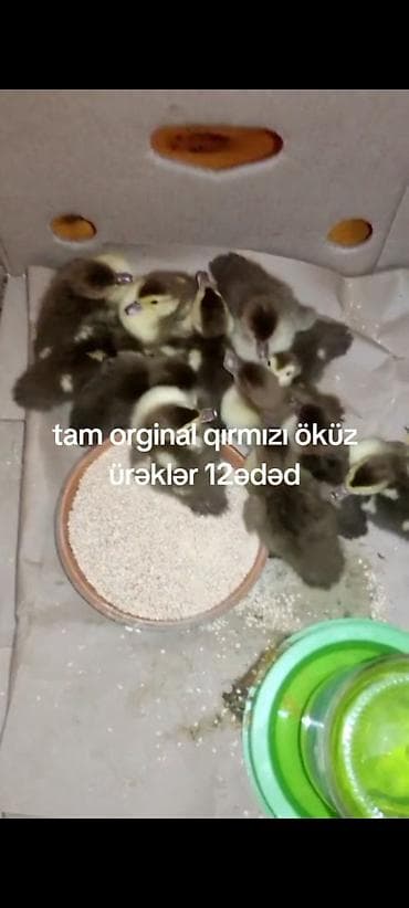 hind quşu yumurtası: Məhsul: Muskoviy ördək balaları (qırmızı “öküz ürəyi” xətti) Təsvir — 1