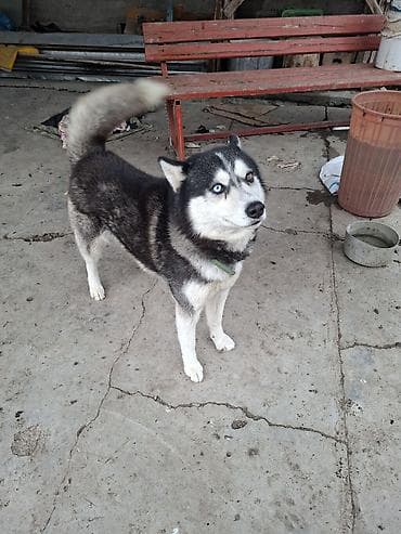 itlər balaca: Xaski, 2 il, Erkek, Sənədli, Ödənişli çatdırılma — 2