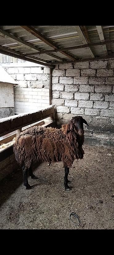 Salam Temiz damazlıq heyvandır qoyun sürməsinə söz ola bilməz qızqın