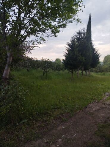 şirvan torpaq: 61 sot, Kənd təsərrüfatı, Kupça (Çıxarış) — 5