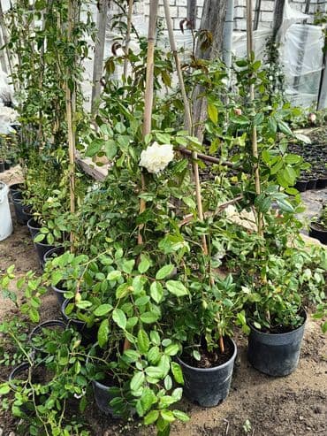 helba bitkisi faydaları: Qızıl güllər dipçək gülləri həmişə yaşıl kolları zəhmət olmasa — 4