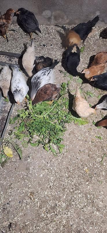 cücə: Toyuq cücələri, Damazlıq, Ödənişli çatdırılma — 9