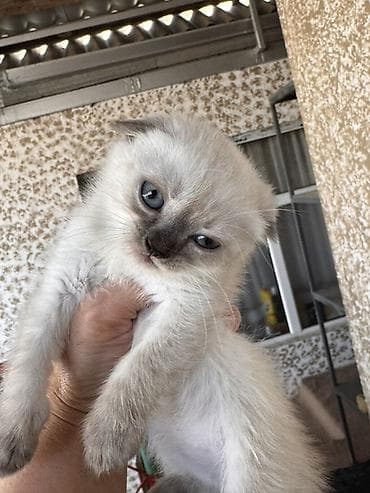 şotlan: Şotland yastı qulaq, Dişi, Yaxşı əllərə, Ödənişli çatdırılma — 2