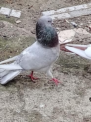 ov iti satilir: Salam əbrəş erkey tutulma qizgin erkeydi 15manat qiymete gorr narahat — 1