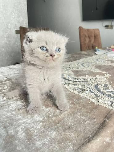 satiliq pisikler: Şotland yastı qulaq — 1