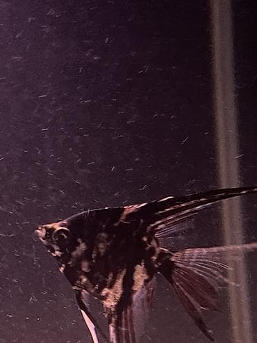 Аквариумные аксессуары и принадлежности: 3ədəd var tam sağlam balığlardı iri ölçüdədir,qiymət 1ədədə ayıtdır — 4