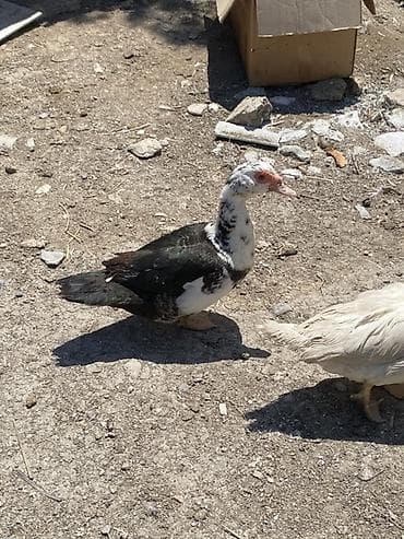 kurt ordek: Dişi-20 təxmini 5,6 ədəd Erkəy40-45 2ədəd Muscovy ördəkləri — 5
