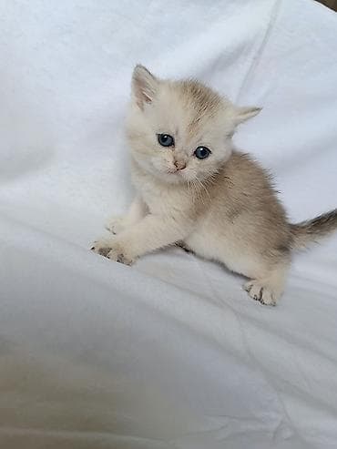 Qızıl şinşilla, Erkək