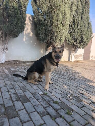 Qaşıqlar: Alman çoban iti, Erkek, Peyvəndli — 1
