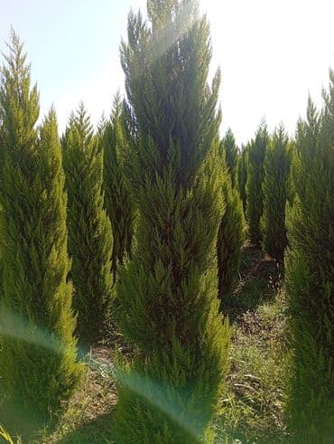 пластмассовый бак для воды купить: Her növ ağaclar ve dekarativ ağaclar çox ucuz ve qarantili gubresiz — 8