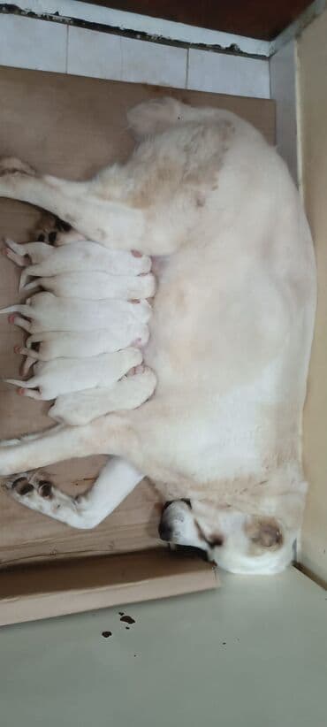 алабай в добрые руки: Alabay, 2 il, Dişi, Peyvəndli, Ünvandan götürmə — 5