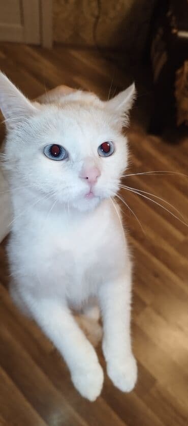 maraqli pişik adları: Dişi, Yaxşı əllərə, Ünvandan götürmə — 2