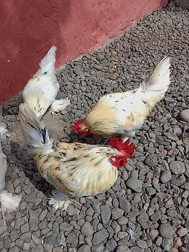 cins at: Toyuq, Damazlıq — 8