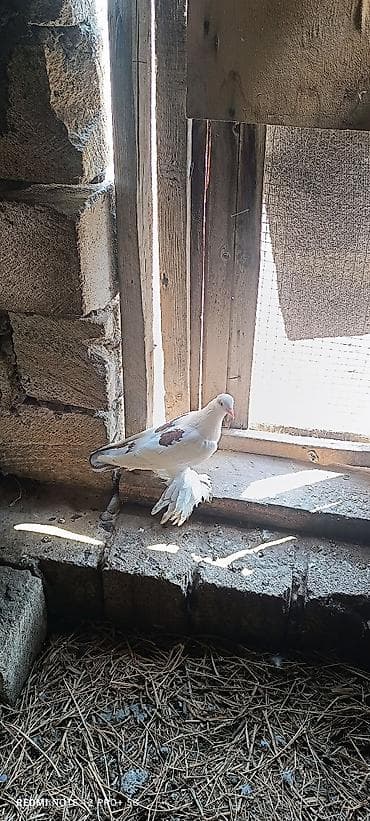 Erkek quşdu iri lələklidi