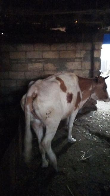 inəyler: Mal-qara: dişi in -3 cü qarna bogazdl 4 ayllq - Rəng: ağ-qəhvəyi — 2