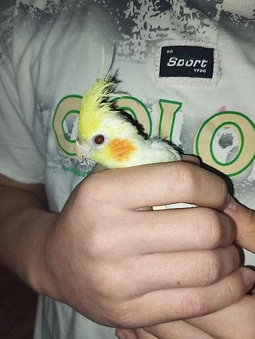 korella tutuquşu: Nimfa (cockatiel) tutuquşu - Rəng: açıq sarı-ağ tüklər, yanaqlarda — 3