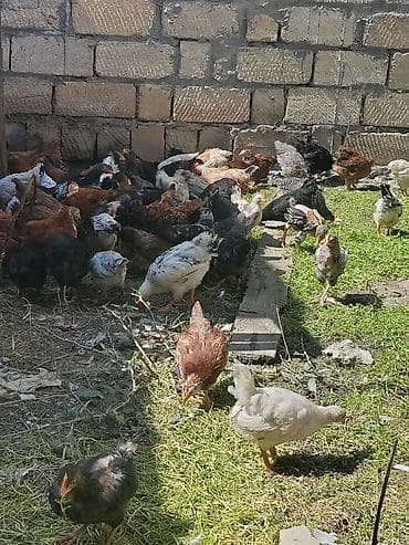 xoruz satişi: Toyuq cücələri, Ətlik — 1