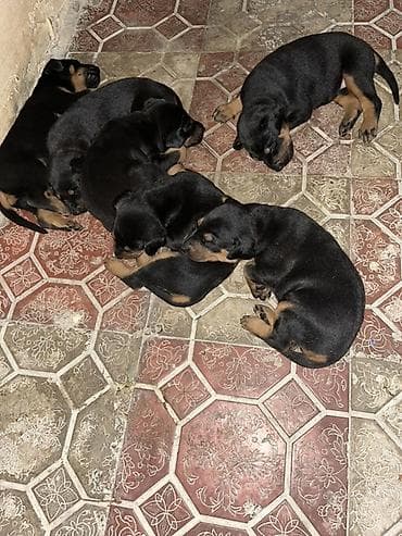balaca quzu: Doberman, 1 ay — 3