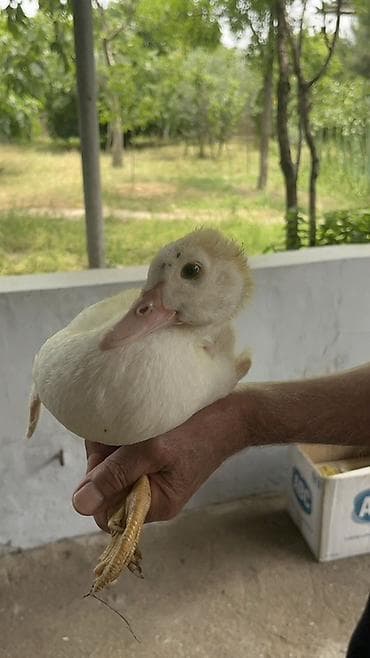 sirin dovsan sekilleri: Muscovy (hind) ördək balası - Cins: Muscovy/hind ördəyi - Rəng: ağ — 4