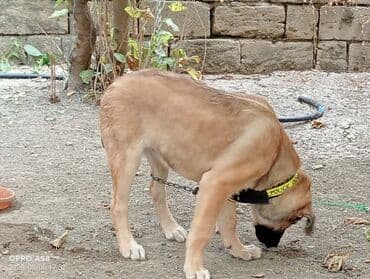 qurdbasar balaları: Qurdbasar, 3 ay, Dişi, Ödənişli çatdırılma — 9