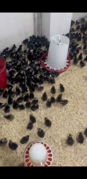 cucə və xoruz təmsil: Məhsul: Cücələr Temiz Qan Xarkov 200 den cox alana endirim olacaq — 2