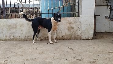 it pisik sekilleri: Alabay, Erkek, Peyvəndli — 3