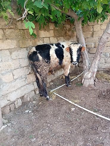 ətlik i̇neyler: İki baş dana satılır. - Növ: yerli ətlik-südlük tipli danalar - — 5