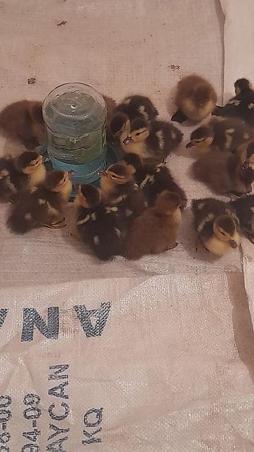 Птицы: Krasnadar zümrüdü 22dene bala 5 m — 8