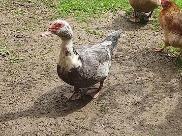 ordək balası və cucə: Bir cüt macar satılır Erkək təmiz qandır aktiv heyvandir, dişi — 4