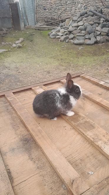 cunqarik qəfəsi: Ev dovşanı – qara‑ağ rəngli, uzunqulaq, yumşaq tüklü - Növ: dekorativ — 3