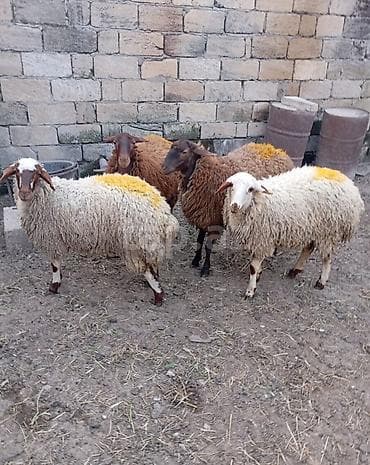 quzu sekilleri: Qoyun sürüsü – 4 baş - Cins: yerli qarayala/qaragül tipli qarışıq ana — 4