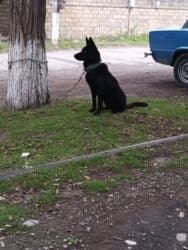 çau çau iti: 9 месяцев, Самка, Платная доставка — 2