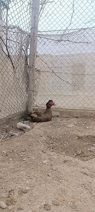 Akvariumlar: Satılır: Muskovi ördəklər (indo-ördəklər) - Rənglər: şokolad-qəhvəyi — 6