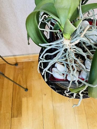 orxideya torpağı: Phalaenopsis orkide (epifit növ), dekorativ qabda - Növ: Phalaenopsis — 1