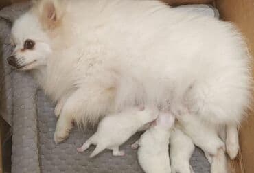 собака шпиц: купить: Şpitz — 1