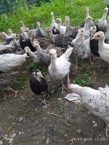 keci satisi: 40 günlik hunduşka balasi satilir 50 dene secib goture biler 22 manata — 2