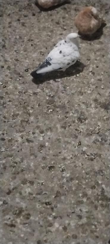 Goy çil mayadi desde goy quyrug yerden iynağdi biri de kafelni goy cep