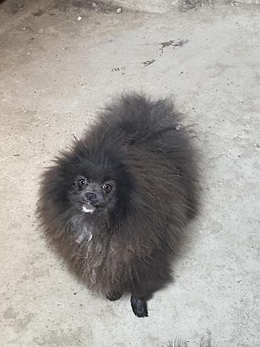 zvanok itləri: Şpitz — 2