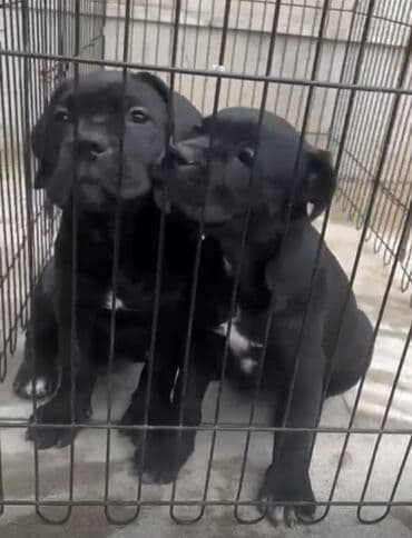 cane corso цена: Кане-корсо, 9 месяцев, Самка, С прививками, Самовывоз — 2